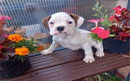Boxer dogs for sale: KC Registered and ONLY 4 Left! See my 5* reviews - Image 20