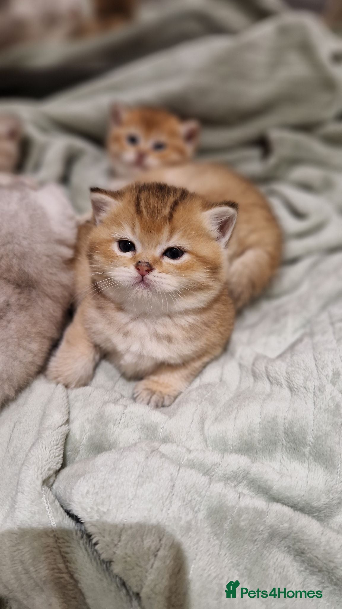 British Shorthair cats Beautiful gold British shorthair  - Advert 7