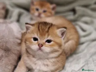 British Shorthair cats Beautiful gold British shorthair - Advert 7