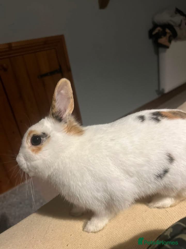 Mixed Breed rabbits Mini lop and Netherland dwarf females  - Advert 17