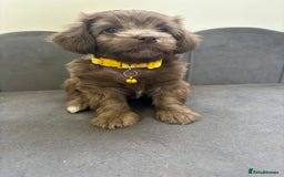 Chipoo dogs for sale: Stunning Chipoo Pups DNA Health Tested - Image 32