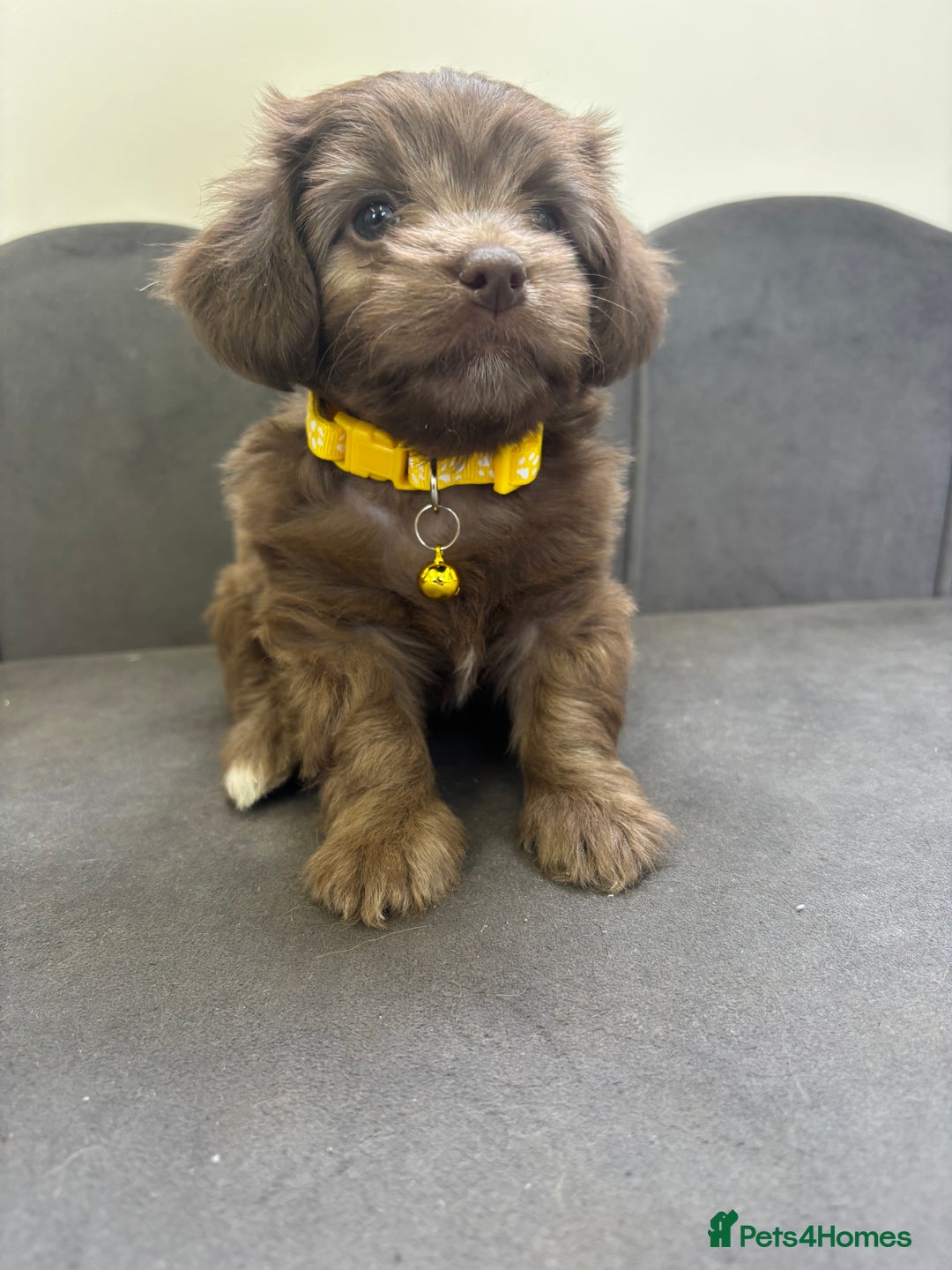 Chipoo dogs for sale: Stunning Chipoo Pups DNA Health Tested - Image 32