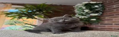 Scottish Fold 1