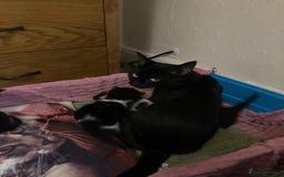 Mixed Breed cats for sale: 2 Male Kittens Available!  - Image 2