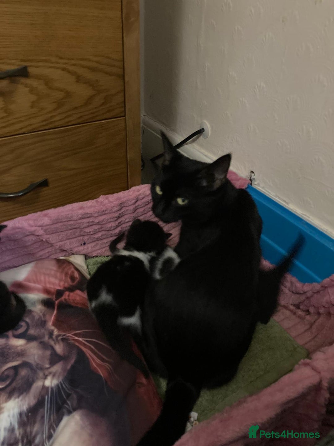 Mixed Breed cats for sale: 2 Male Kittens Available!  - Image 2
