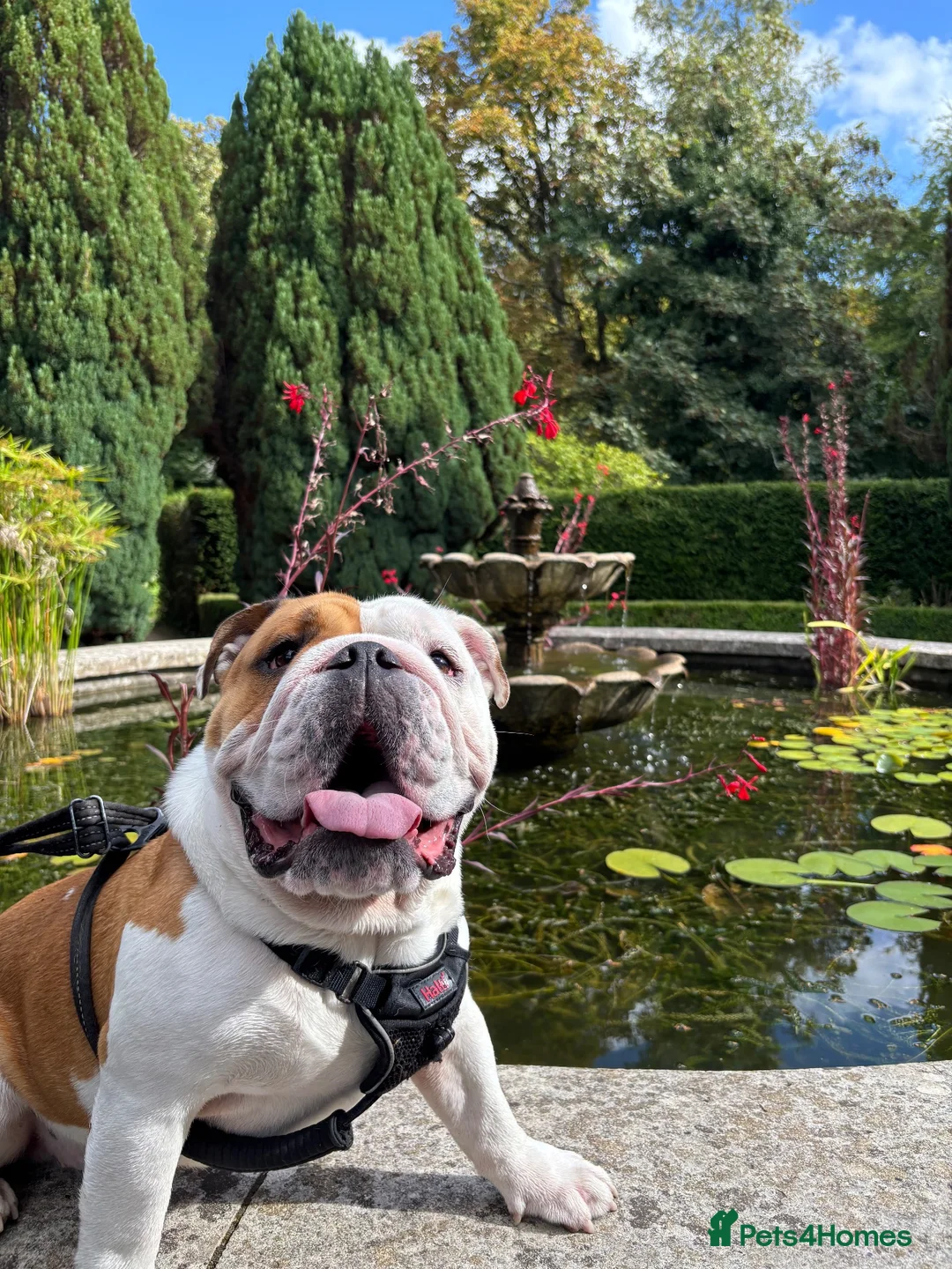 English Bulldog dogs for stud: Red & White Champion Line Pedigree English Bulldog in Wareham - Advert 2
