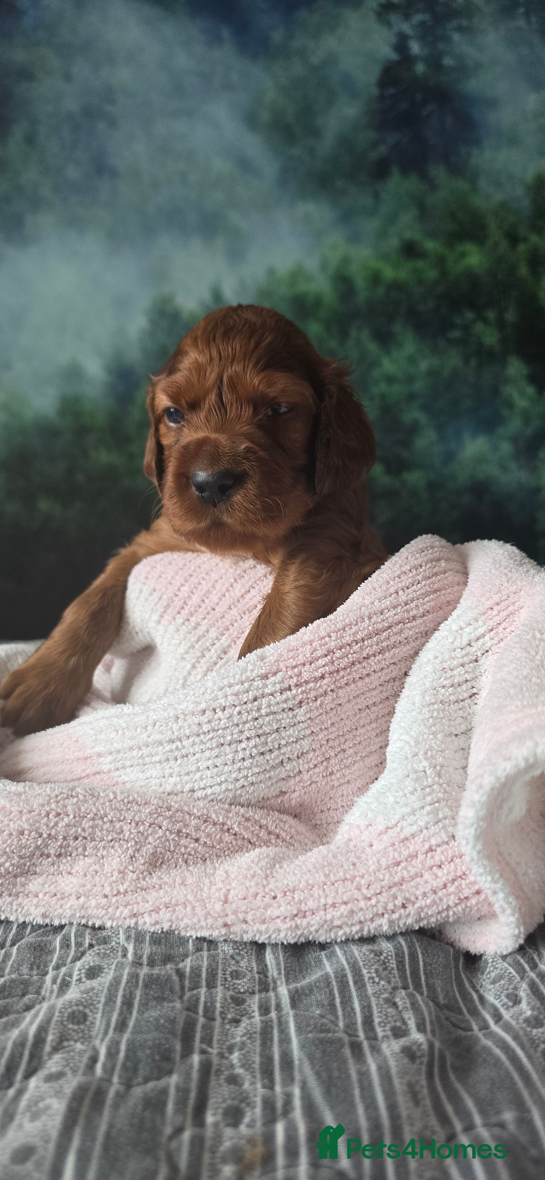 Irish Setter dogs KC Registered Beautiful Irish Setter Puppies  - Advert 2