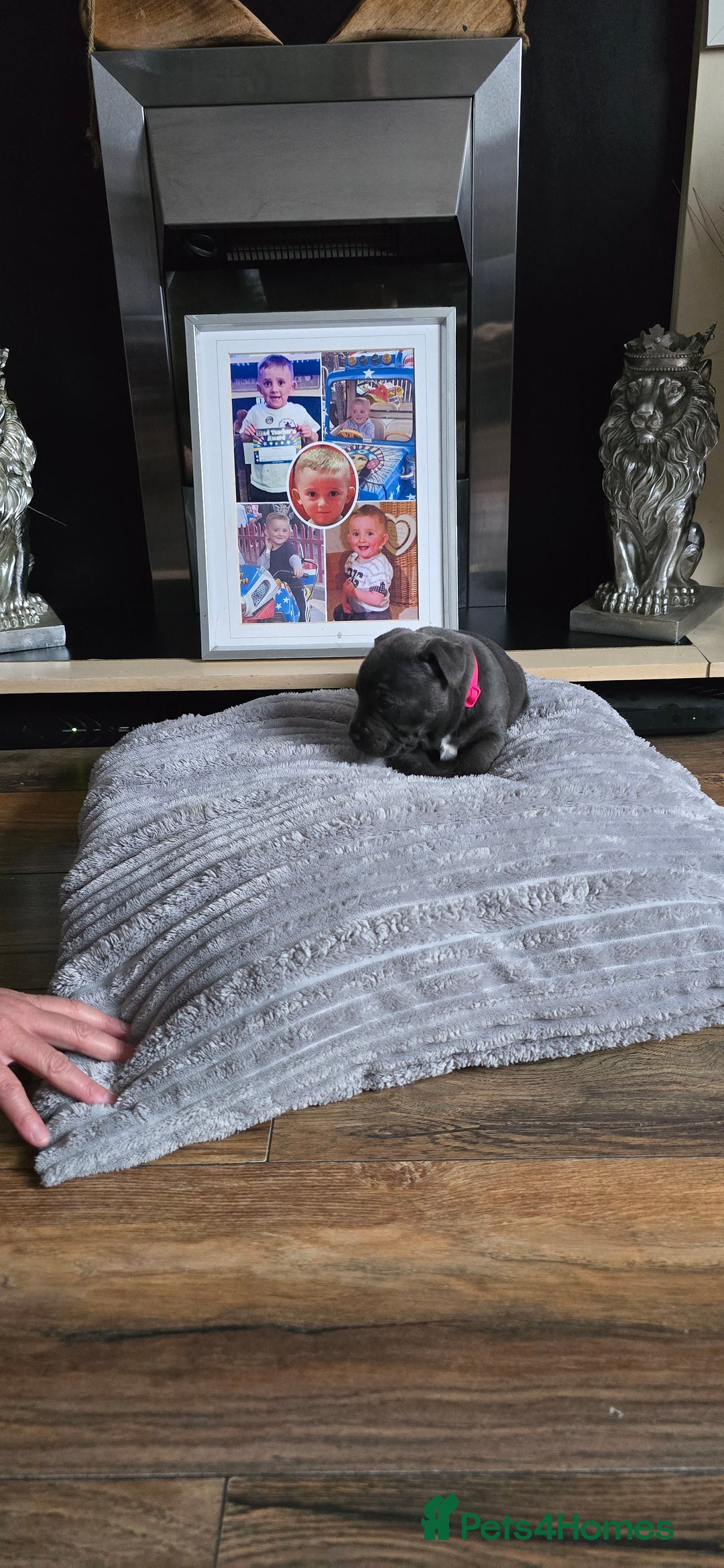 Staffordshire Bull Terrier dogs for sale: 4 beutiful blue staffies dad and mum kc  - Advert 8