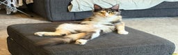 Maine Coon cats for sale: Gorgeous TICA female Maine coon - Advert 6