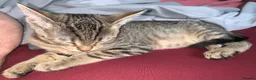 Bengal cats for sale: Bengals  - Advert 3