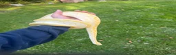 Python Snake reptiles for sale: 2024 proven banana lesser clown male ball python  in Saint Austell - Advert 1