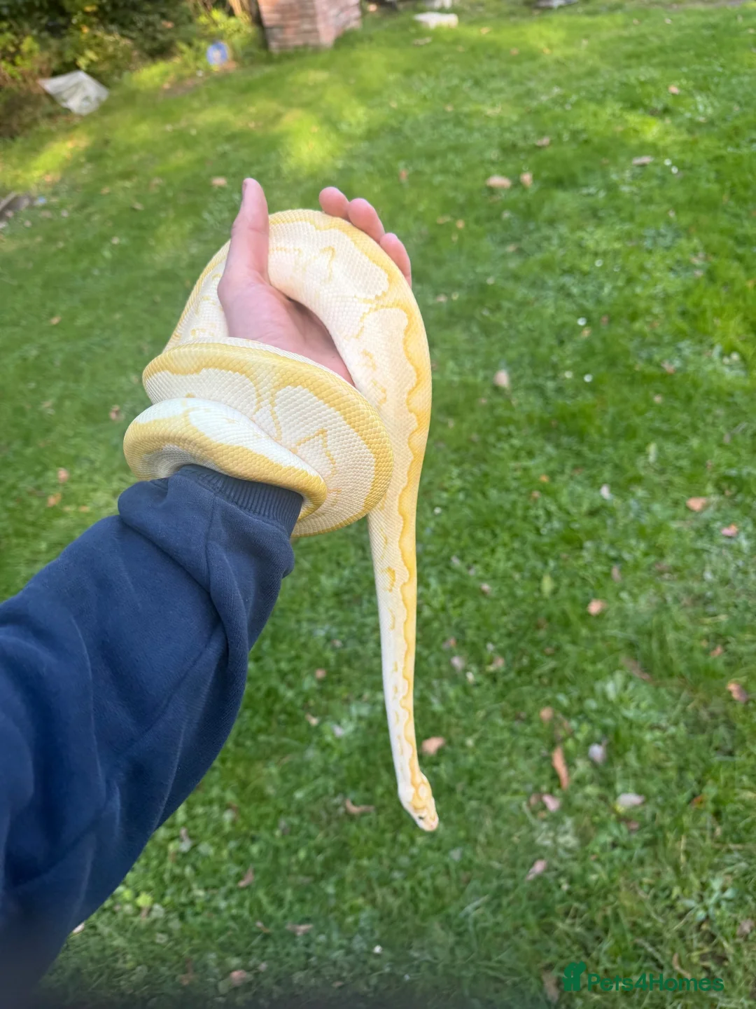 Python Snake reptiles for sale: 2024 proven banana lesser clown male ball python  in Saint Austell - Advert 1