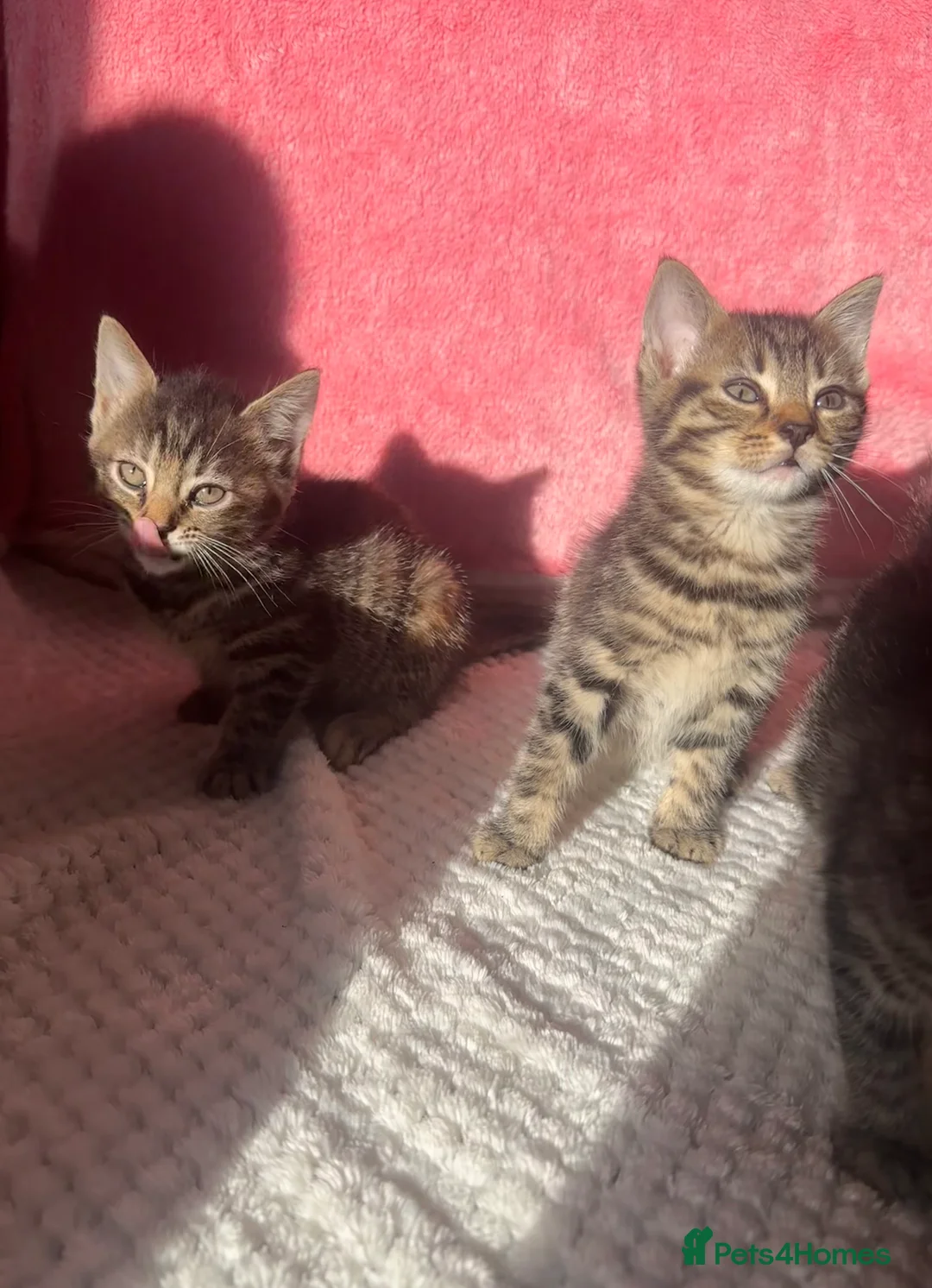 Mixed Breed cats for sale: 4 Tabby Female kittens available  - Advert 6