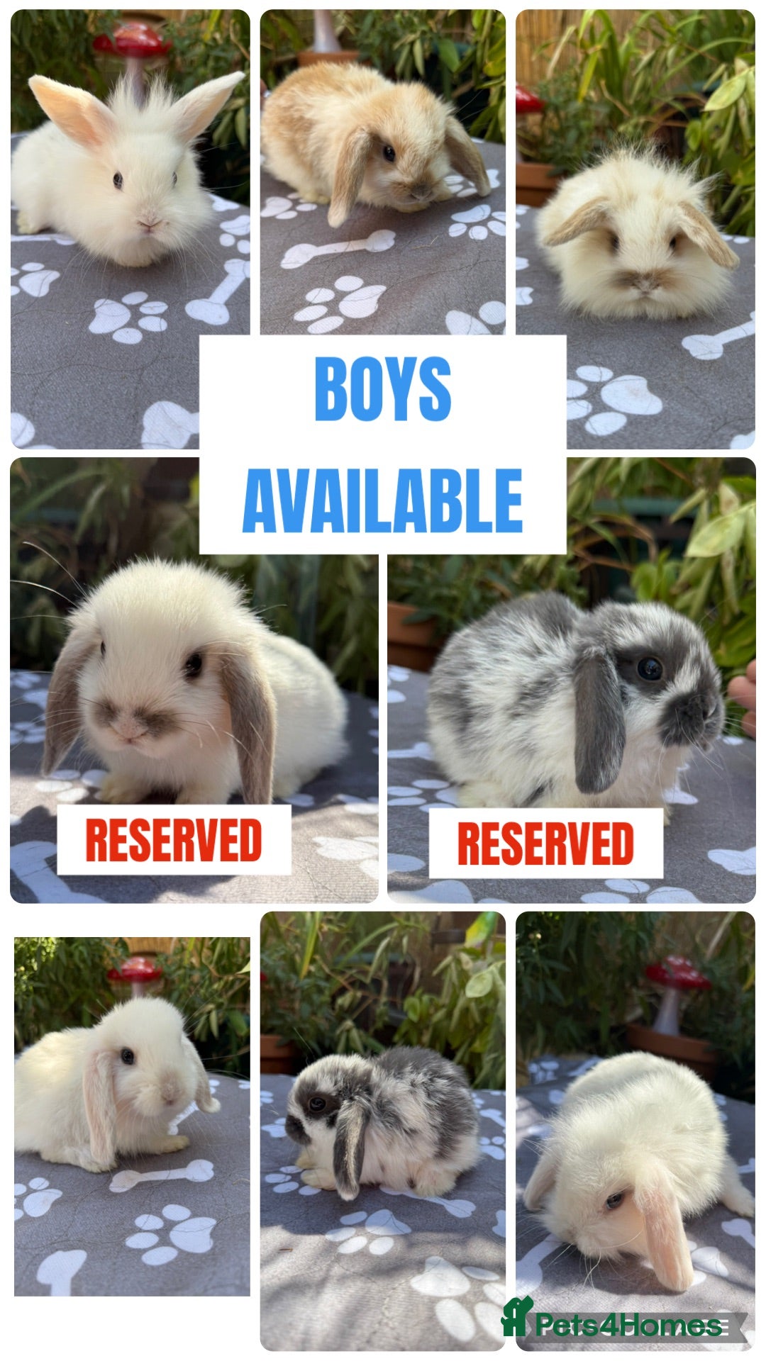 Mini Lop rabbits X6 baby Mini lop boys  - Advert 1