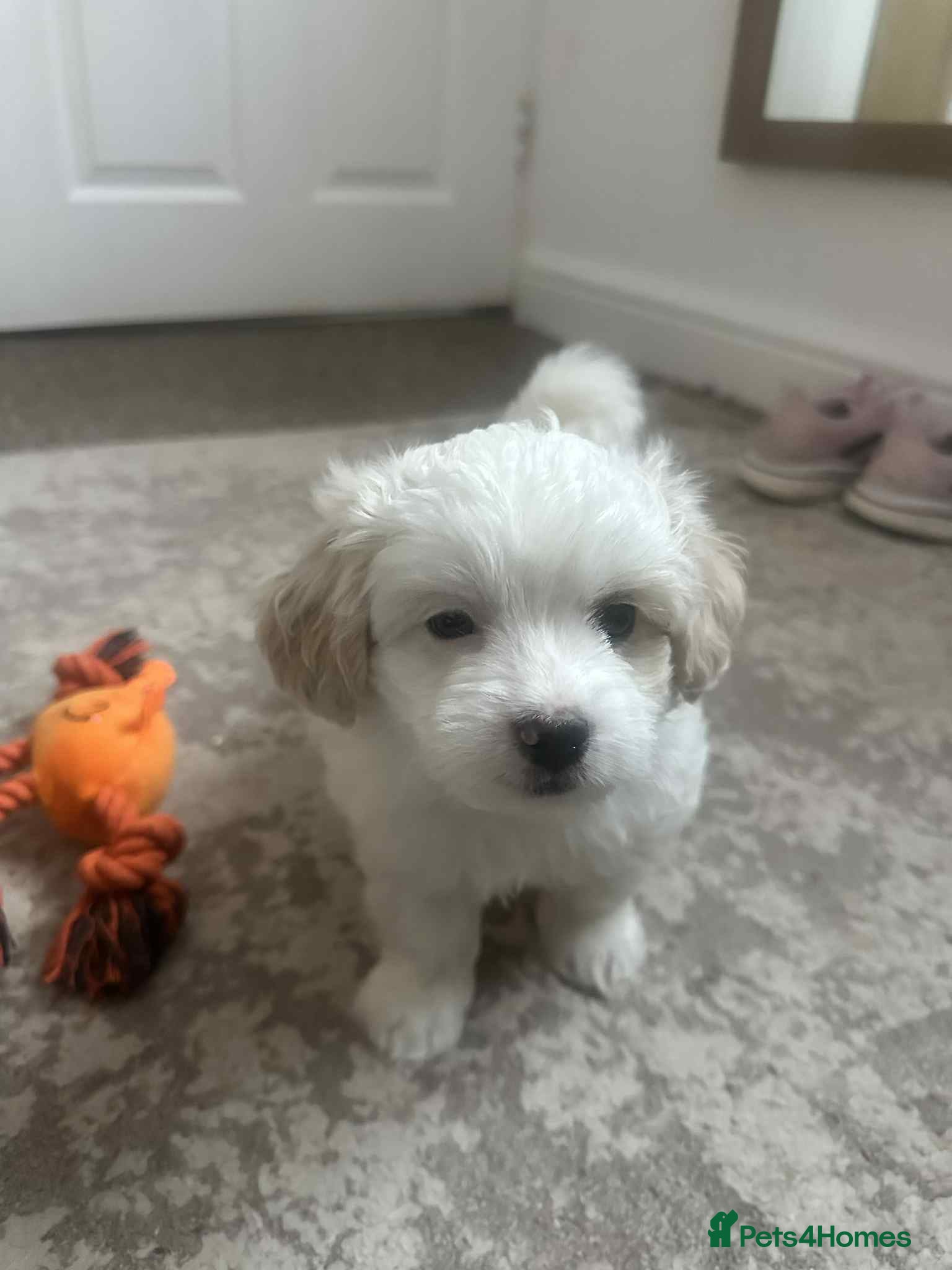 Bichon Frise dogs Bichon malteze - Advert 10