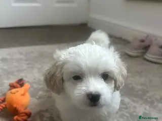 Bichon Frise dogs Bichon malteze - Advert 10