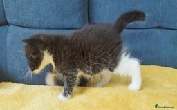 Ragdoll cats for sale: Half Ragdoll -one black boy - Image 20