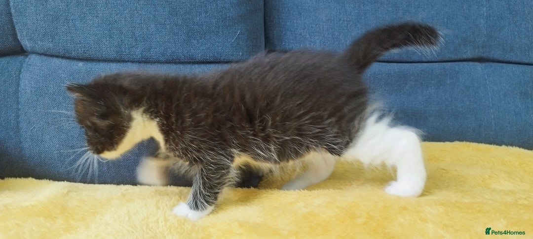 Ragdoll cats for sale: Half Ragdoll -one black boy - Image 20