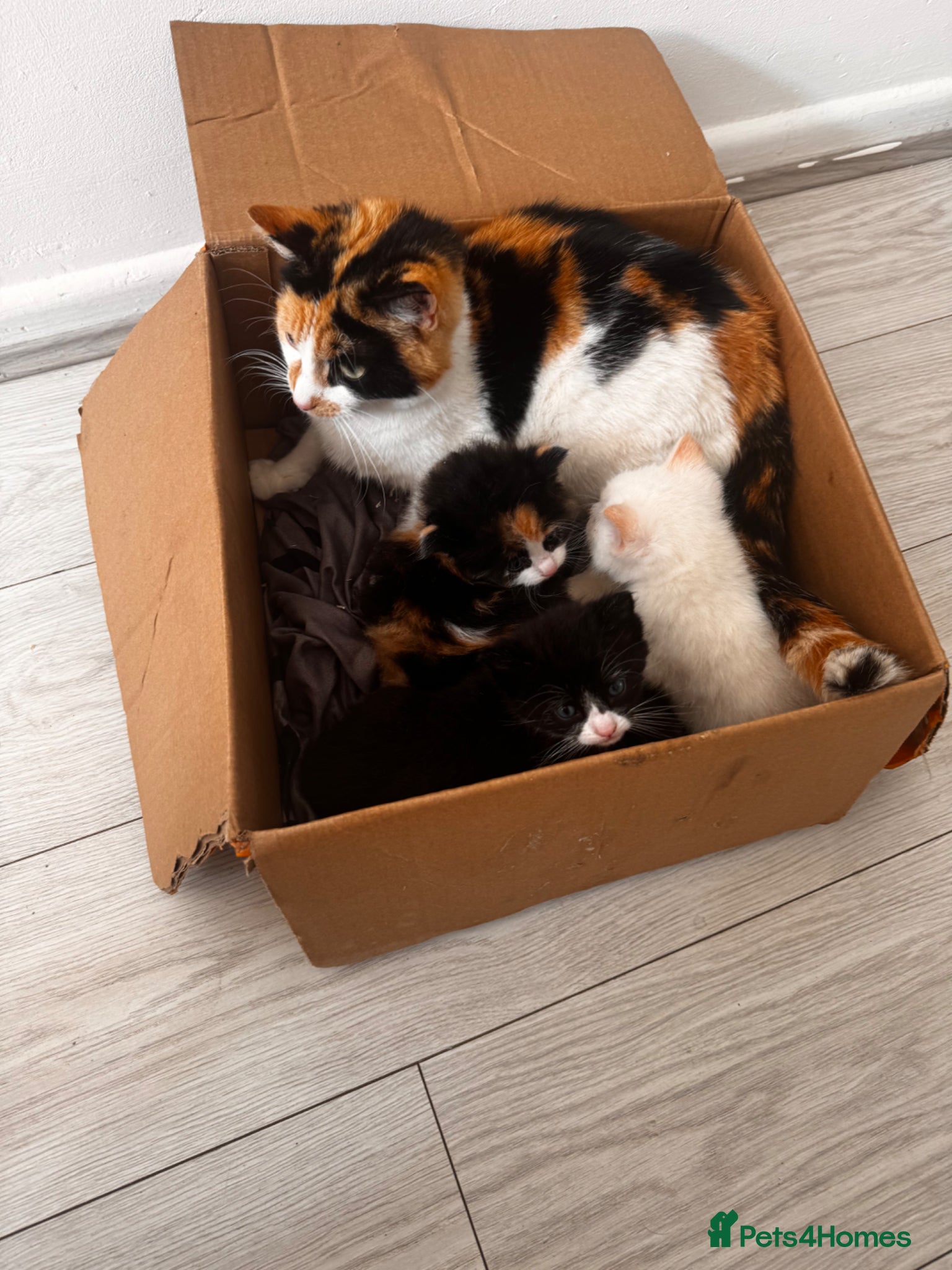 Mixed Breed cats Mixed colors  - Advert 1