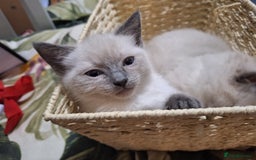 Ragamese cats for sale: 1 boy 1 girl ragamese kittens - Image 2