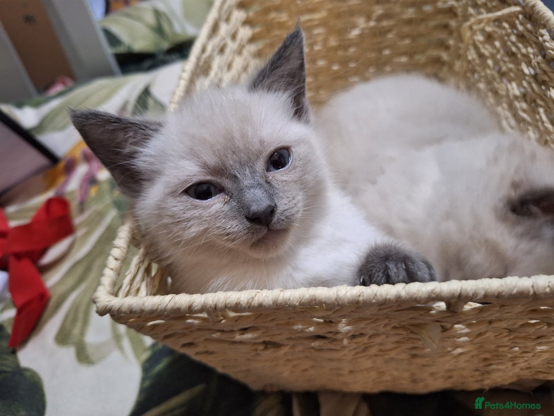 Ragamese cats for sale: 1 boy 1 girl ragamese kittens - Image 2