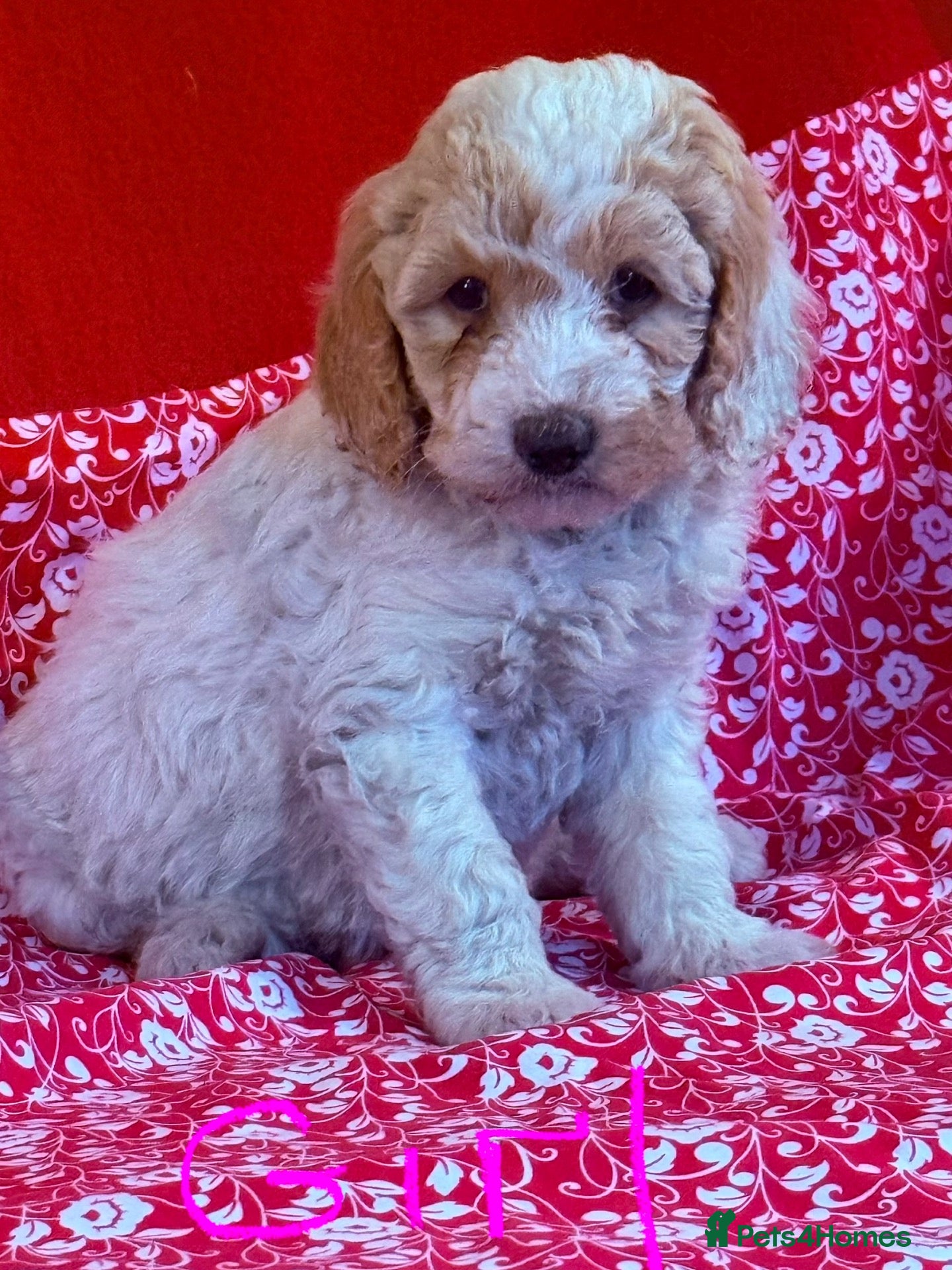 Australian Labradoodle dogs for sale: Australian labradoodles  - Advert 2