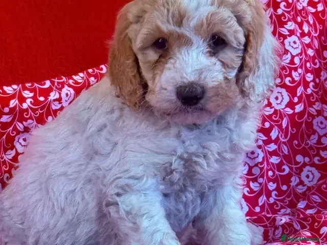 Australian Labradoodle dogs for sale: Australian labradoodles - Advert 2