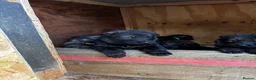 German Shepherd dogs for sale: KC Czech working line German shepherd puppies  - Advert 27