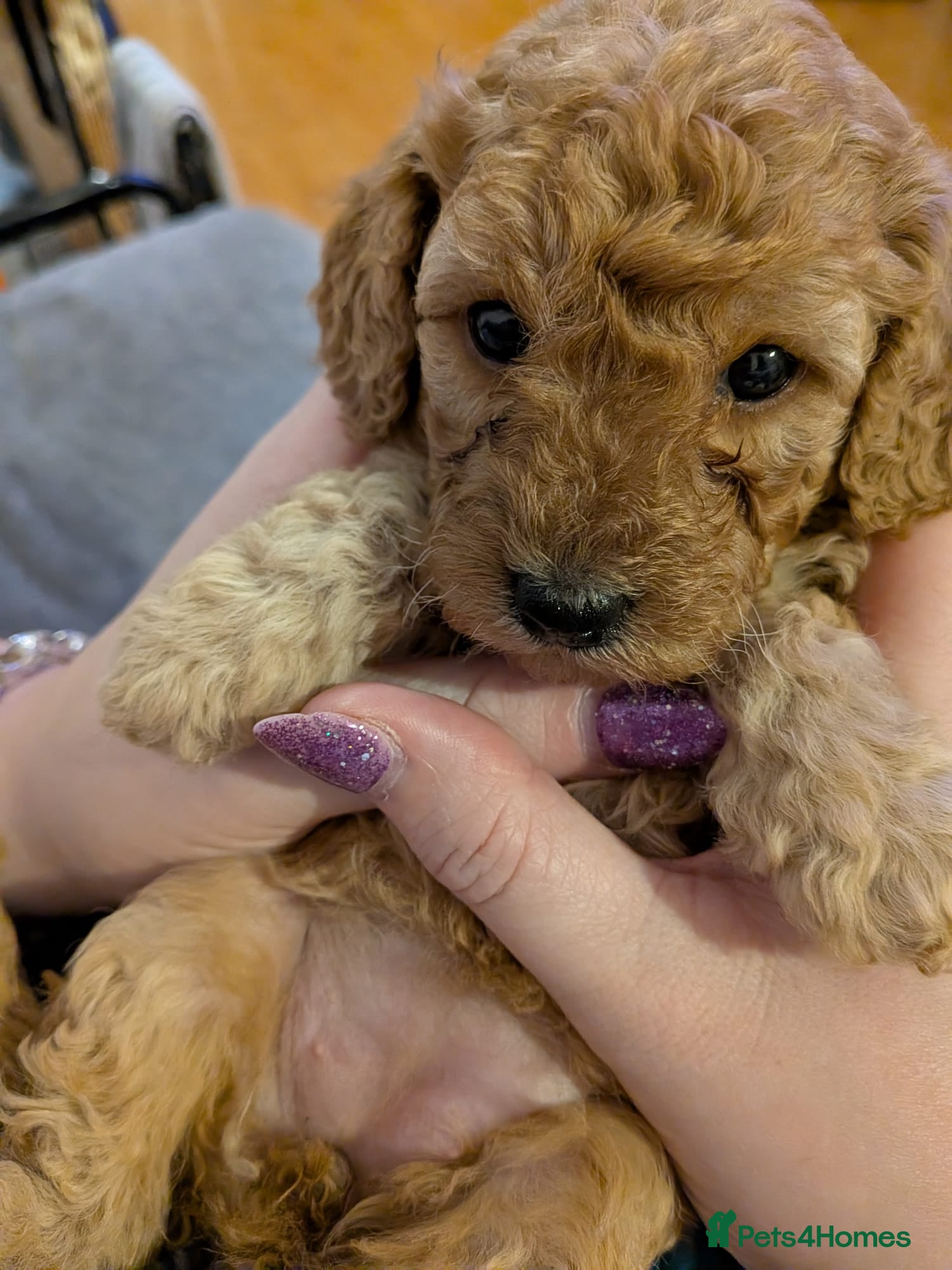 Cockapoo dogs Last Remaining Apricot/Fox Red Miniature Cockapoo  - Advert 16