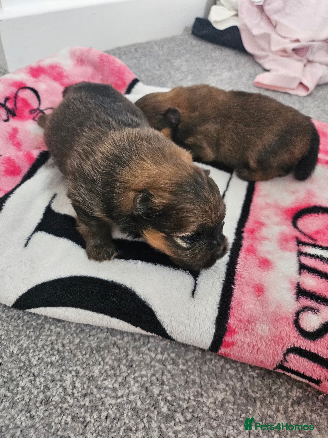 Pomeranian dogs for sale: Tiny beautiful pom girls  - Image 9