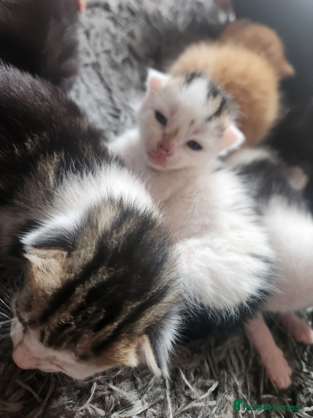 Mixed Breed cats for sale: Beautiful baby's looking for their forever homes  - Image 12