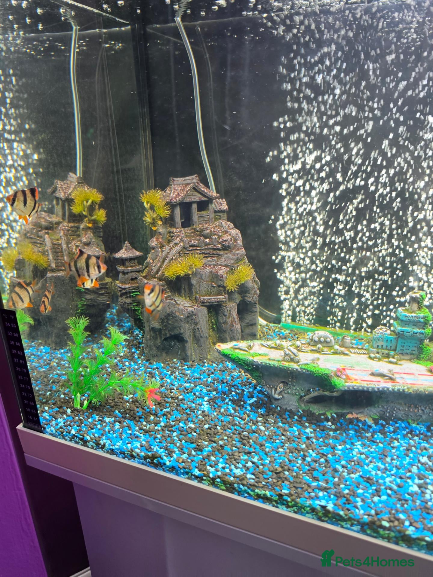 Plecos fish 180L fish tank  - Advert 2