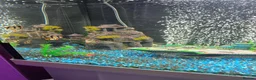 Plecos fish for sale: 180L fish tank  - Advert 2