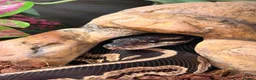 Python Snake reptiles for sale: Royal python  in Swindon - Advert 4