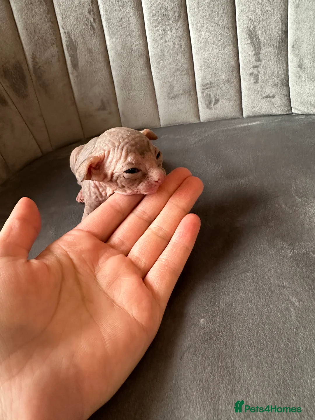 Sphynx cats for sale: beautiful Sphynx babies - Advert 9