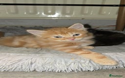 Maine Coon cats for sale: Amazing Mainecoon - Advert 10