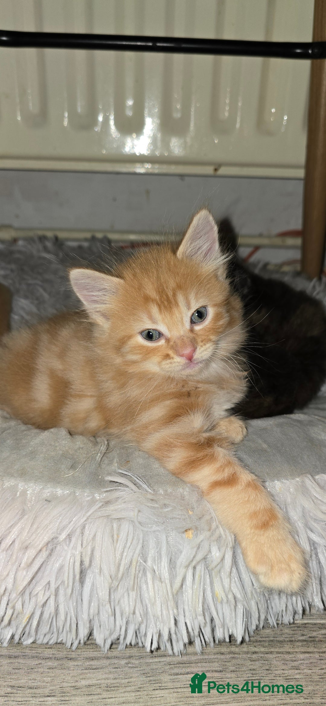 Maine Coon cats for sale: Amazing Mainecoon - Advert 10