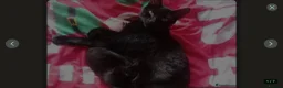 Mixed Breed cats for sale: Kittens for sale - Advert 2