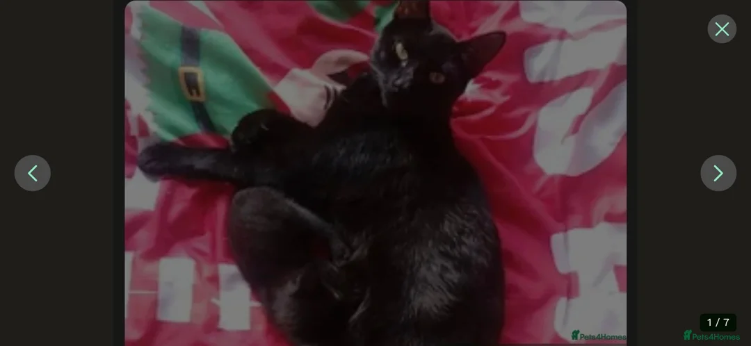 Mixed Breed cats for sale: Kittens for sale - Advert 2