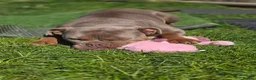 Olde English Bulldogge dogs for sale: Oldee English bulldogge  - Advert 5