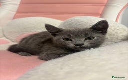 Russian Blue cats for sale: Russian Blue Boy  - Image 4