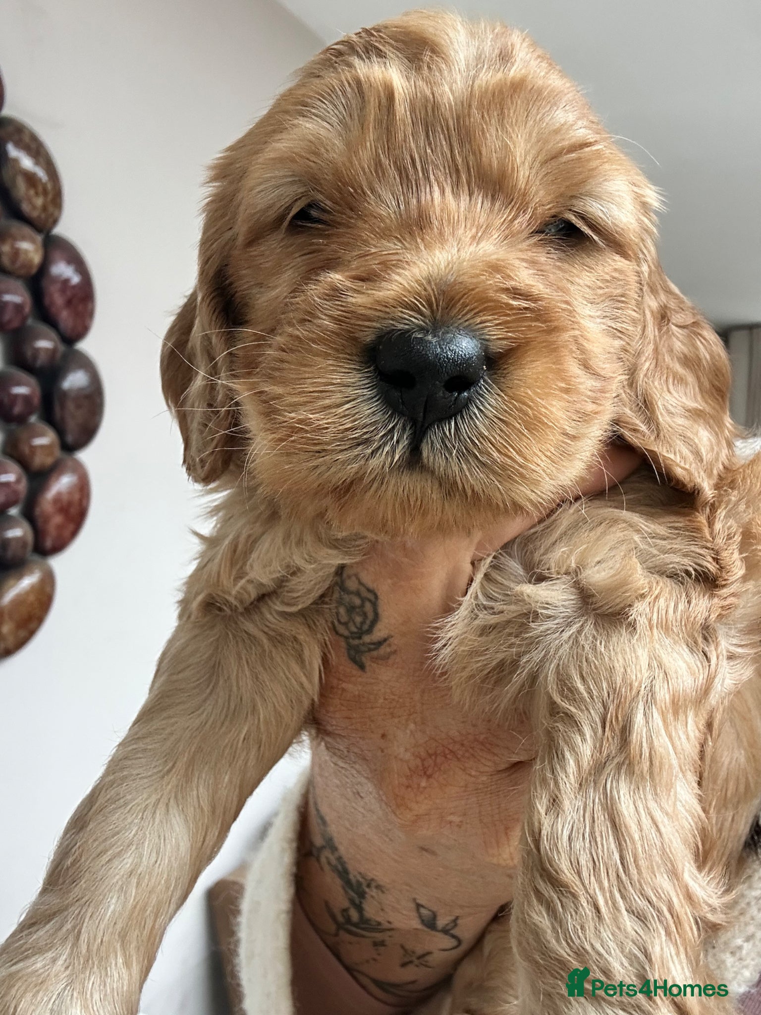 Cockapoo dogs F1b Cockapoo puppies  - Advert 1