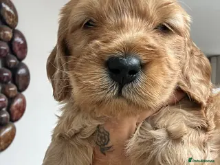 Cockapoo dogs F1b Cockapoo puppies - Advert 1