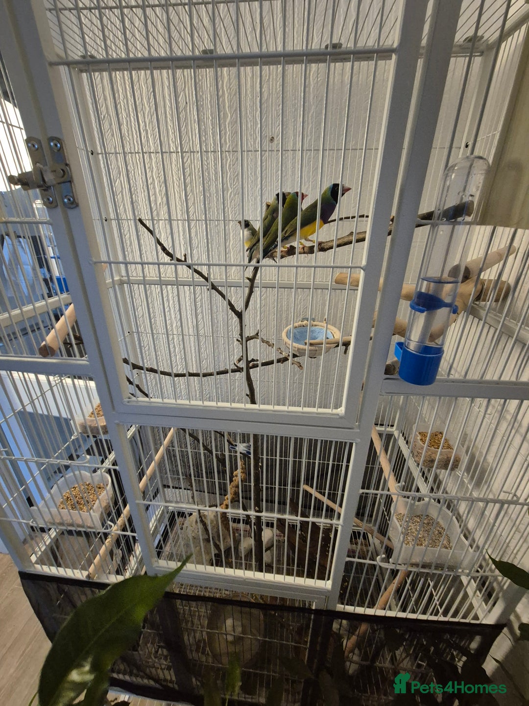 Finches birds for sale: Gouldian finches two pairs - Image 2