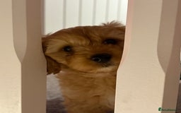 Cavapoo dogs for stud: F1 Cavapoo for stud  - Image 8