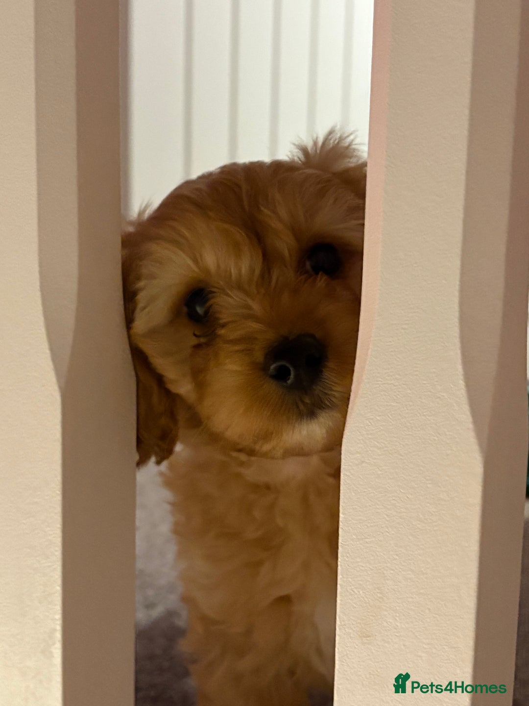 Cavapoo dogs for stud: F1 Cavapoo for stud  - Image 8
