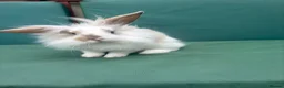 Mini Lop rabbits for sale: Minilop baby bunnies - Advert 11
