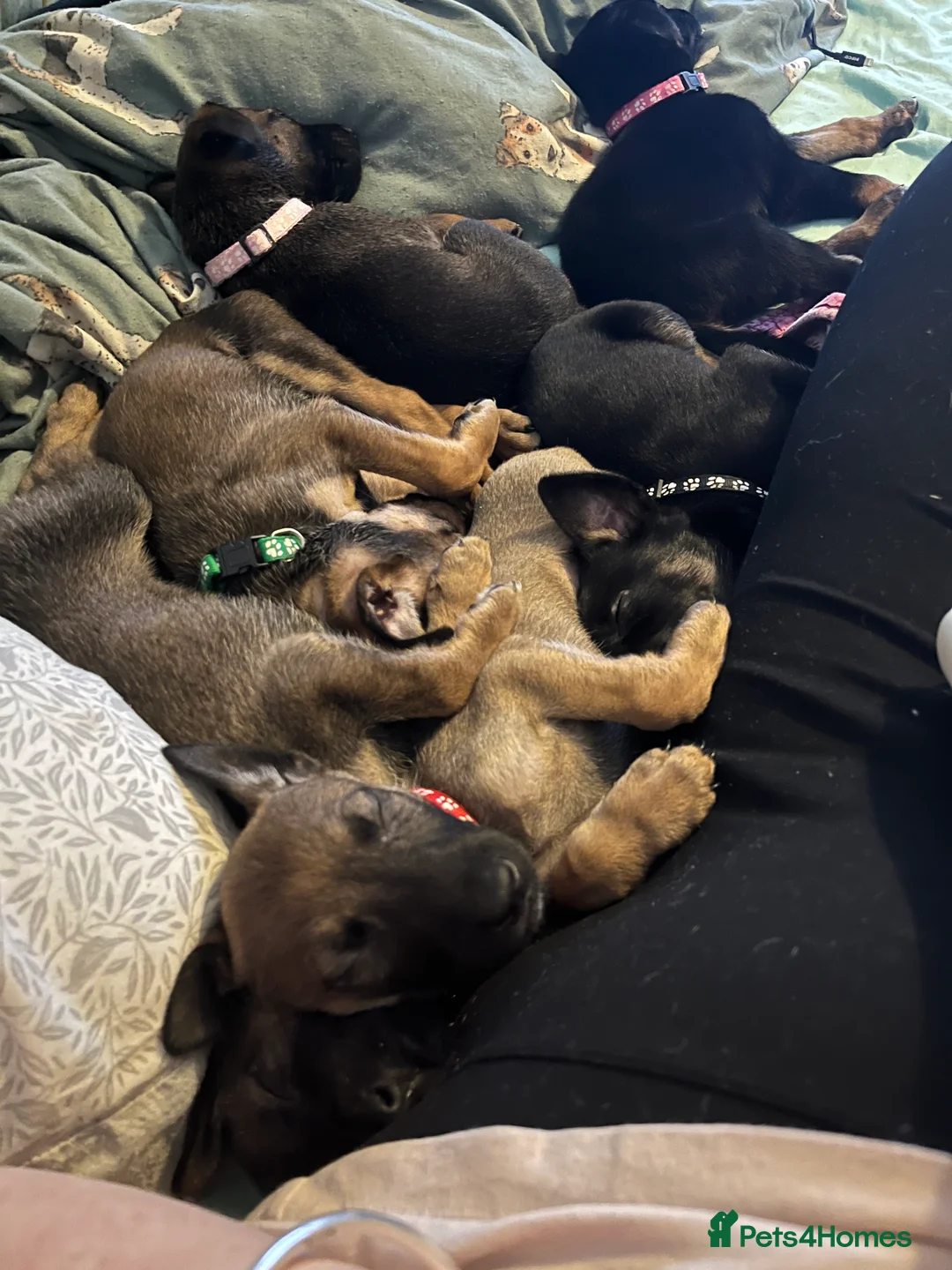 Mixed Breed dogs for sale: Doberman x Malinois x German Shepherd Puppies  - Advert 2