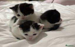 Mixed Breed cats for sale: 3 beautiful kittens - Dalmatian style  - Image 2