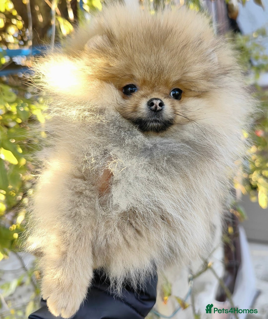 Pomeranian dogs for sale: Beautiful Pomeranian puppies - Advert 5